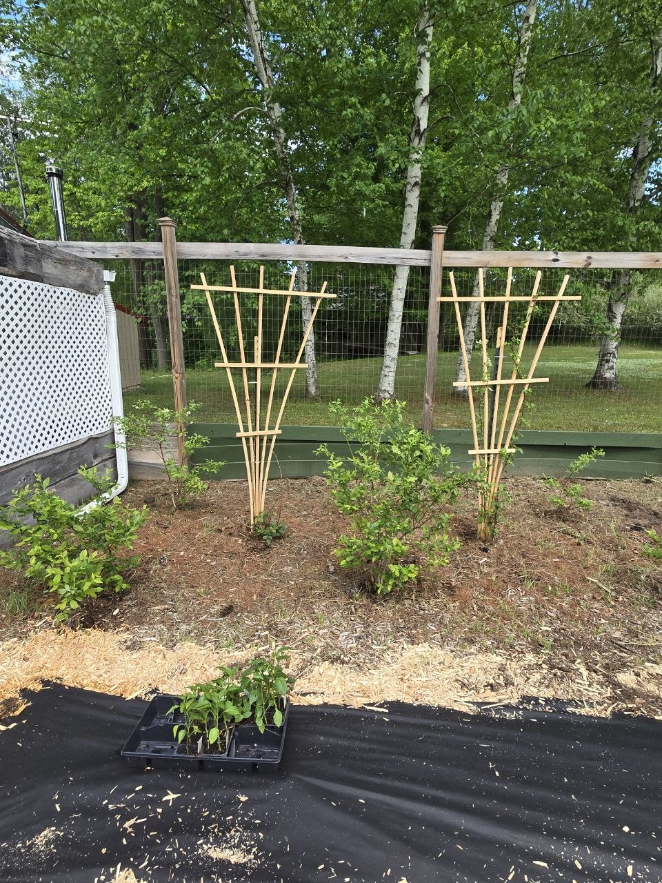 Two finished cedar fan trellises installed in the berry patch, one for the raspberry bush and one for the blackberry bush