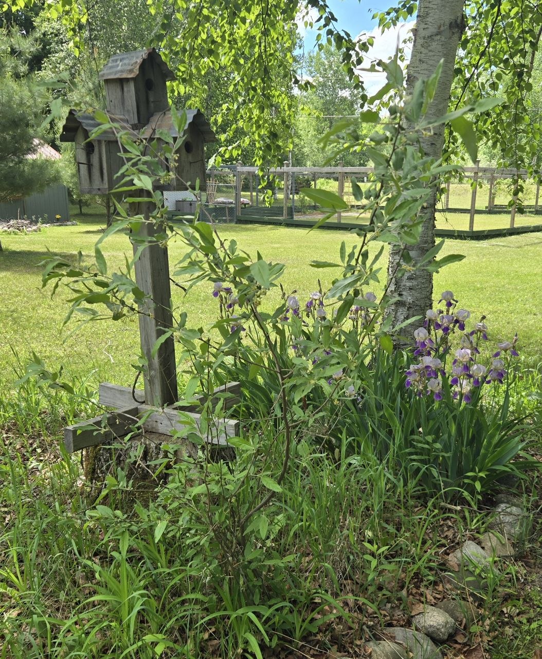 White birch birdhouses in the yard with flowers and green summer growth around them