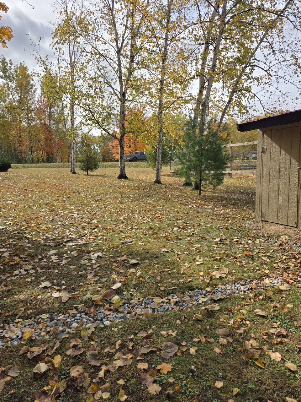 Fall leaves around the cabin property during the late October cleanup and bonfire season