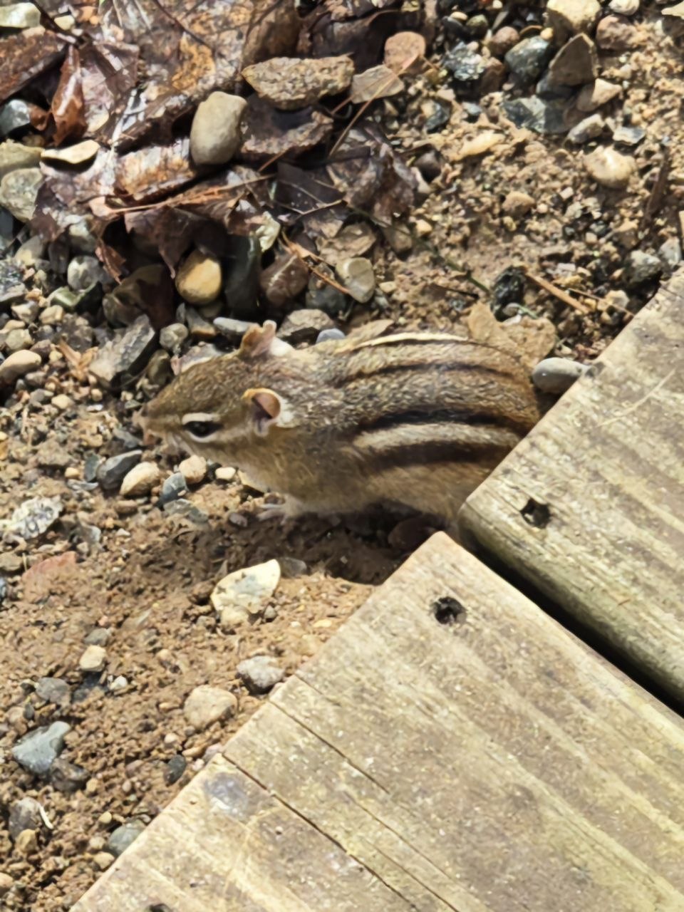 Chippy back on the cabin grounds as one of the familiar spring regulars