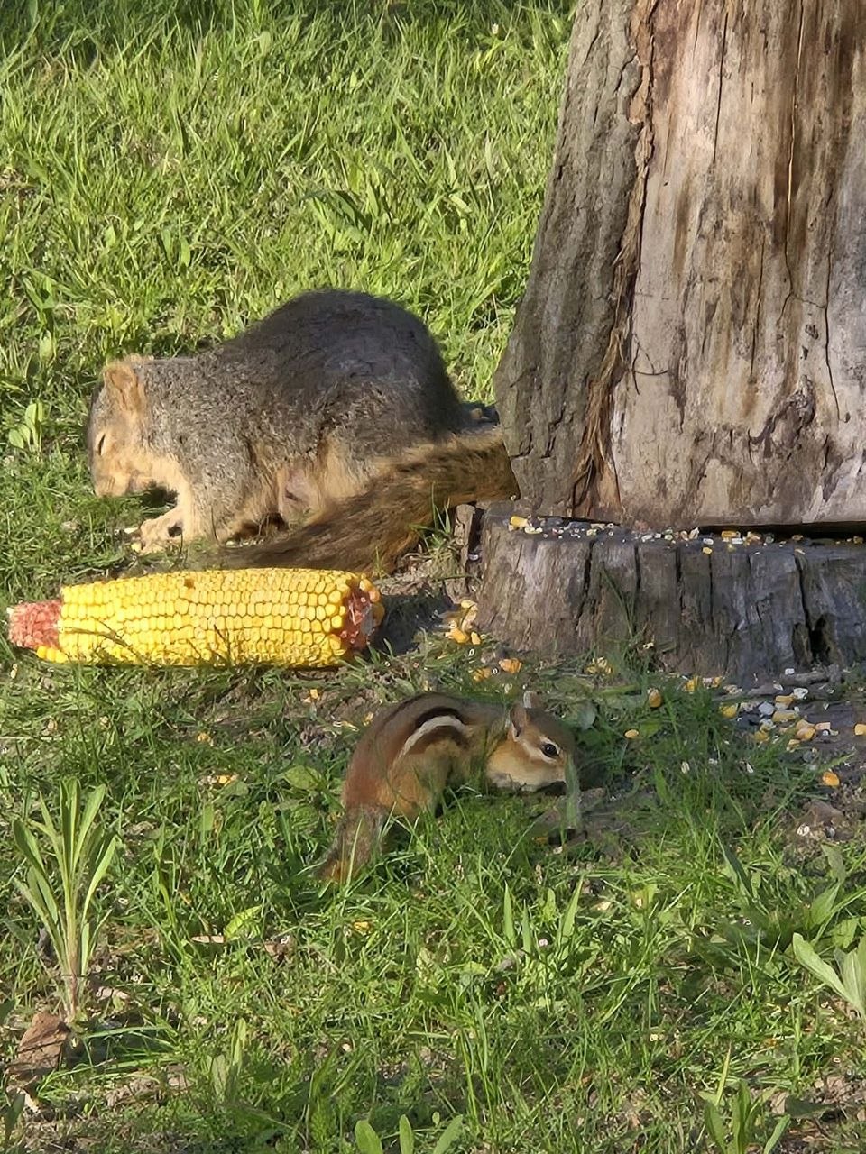Chippy and a squirrel sharing the yard as wildlife regulars at the cabin