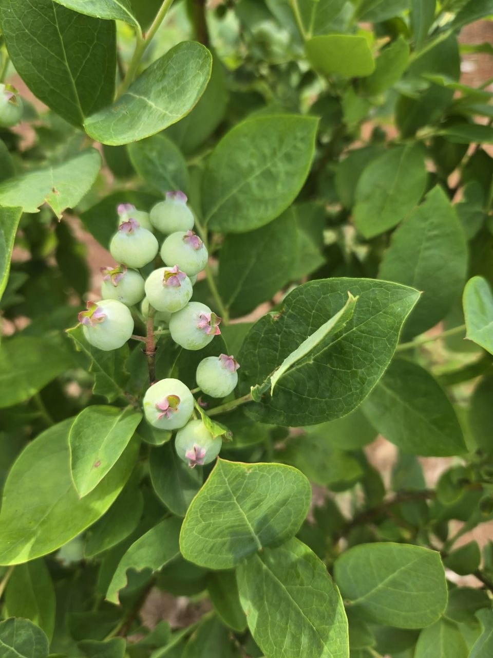 Blueberries starting to come in during the stronger 2025 growing season