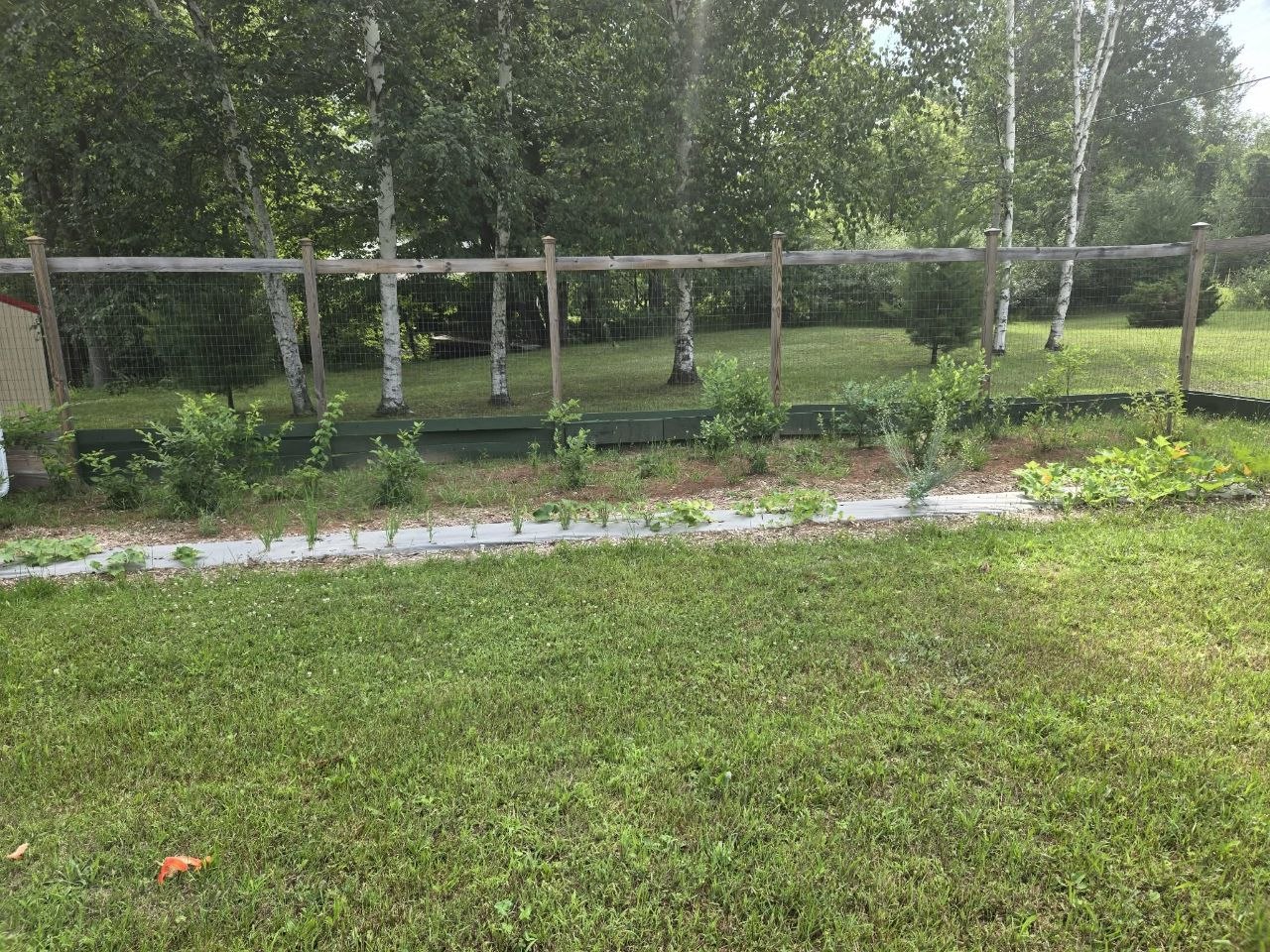 Wider view of the garden and orchard area as the 2025 growing season starts looking established