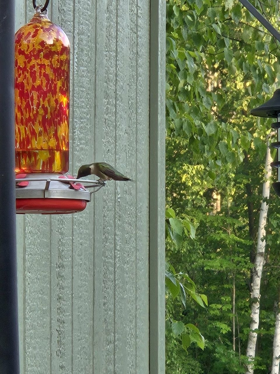 Harry the hummingbird at the feeder near the deck during the relaxing July stretch