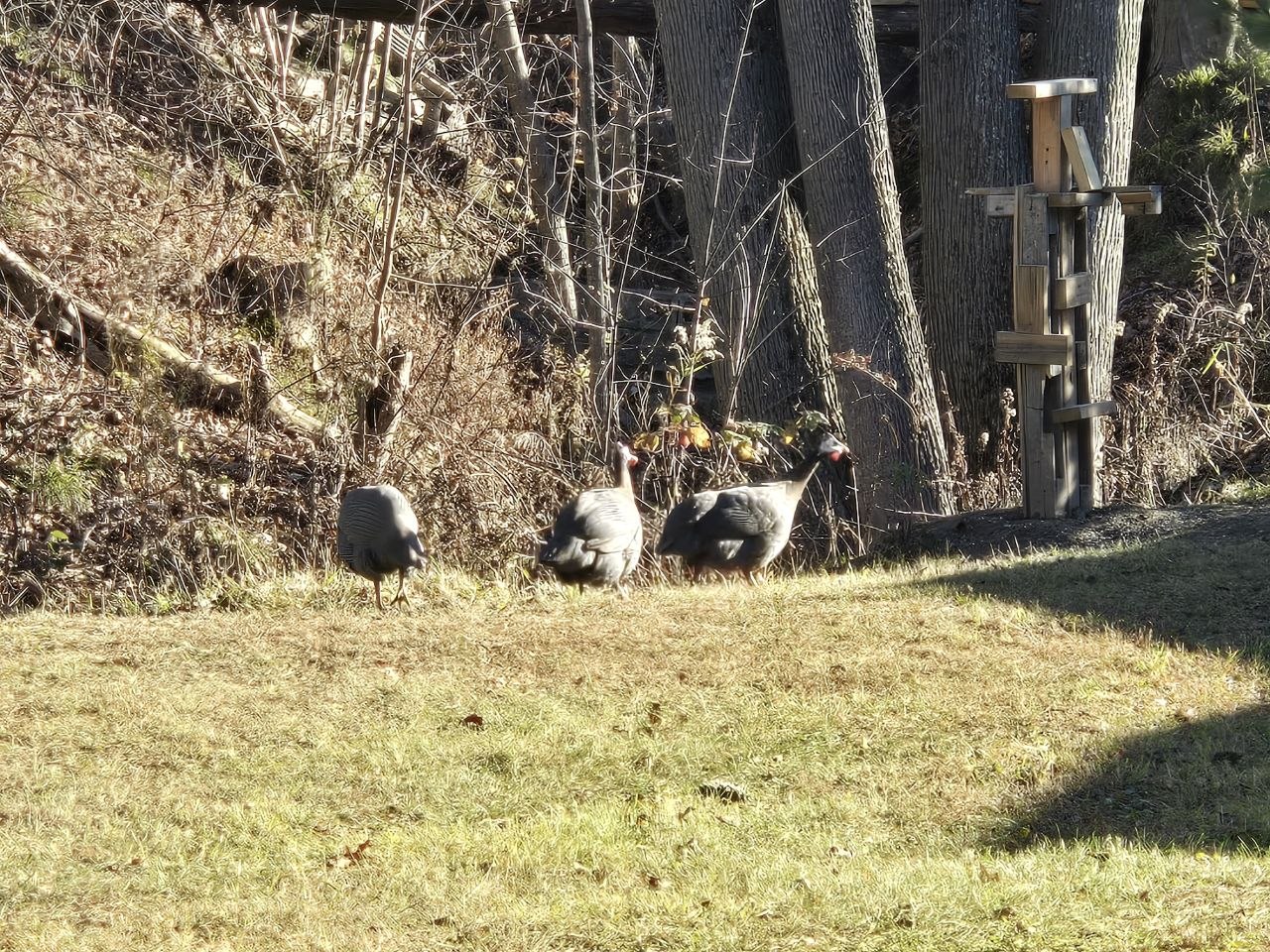 Guinea hens stealing snacks in the yard during the October 2025 fall wrap-up stretch