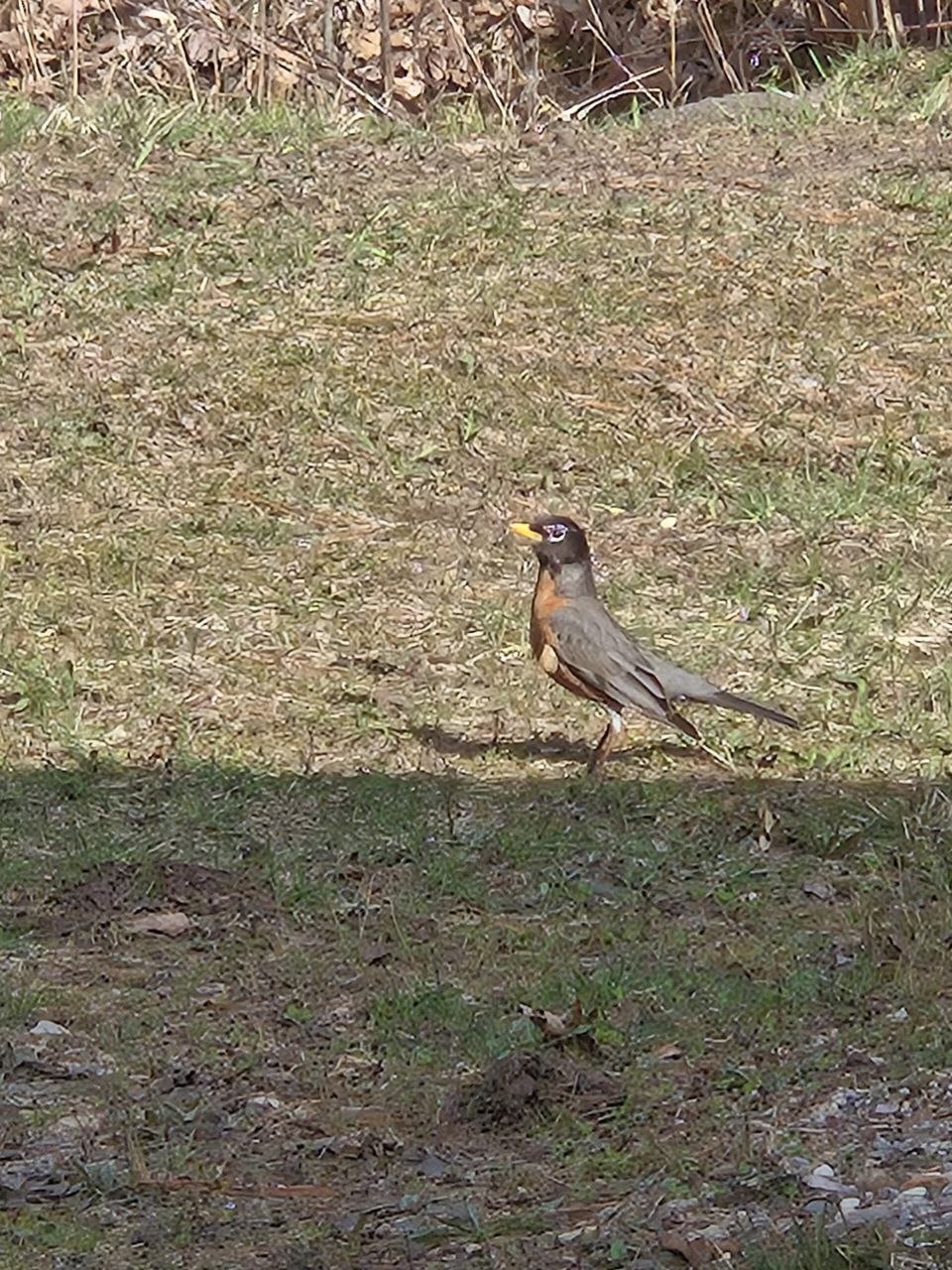 Robin carrying nesting material during the spring return to the cabin in 2026