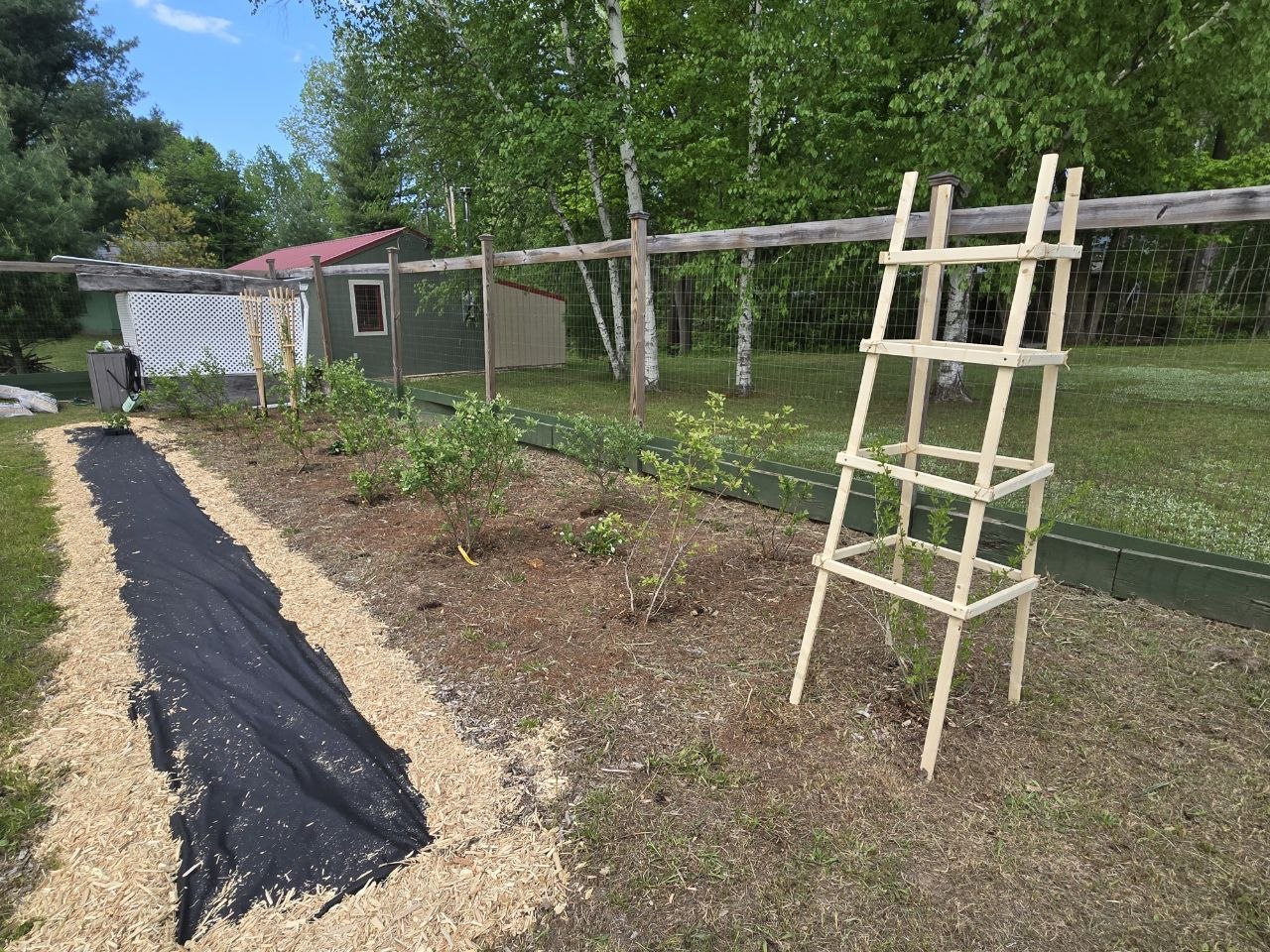New improvised trellis installed for the goji berry plant during the late May 2026 trip