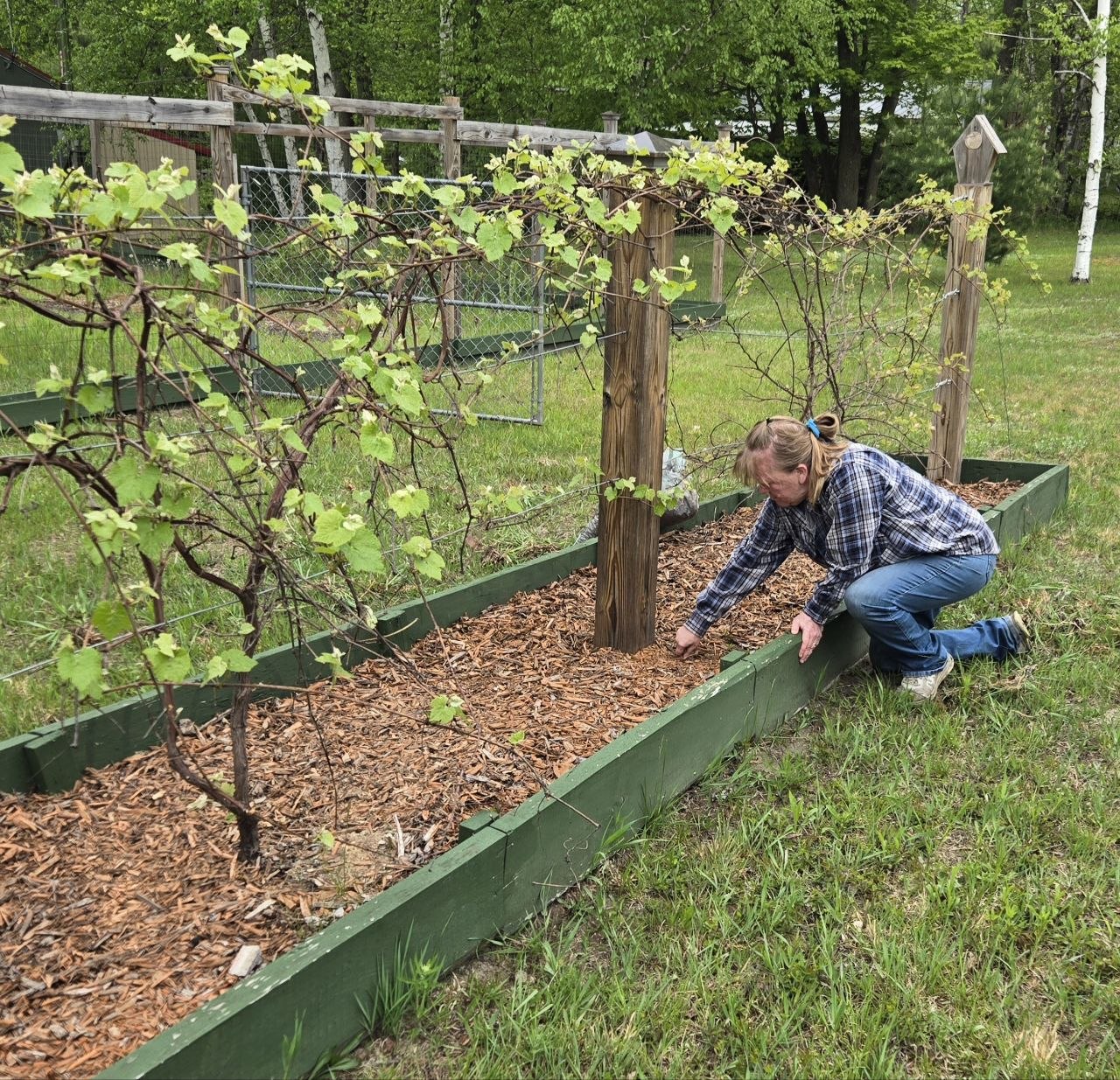 Vanessa weeding near the grape area during spring cleanup at the cabin
