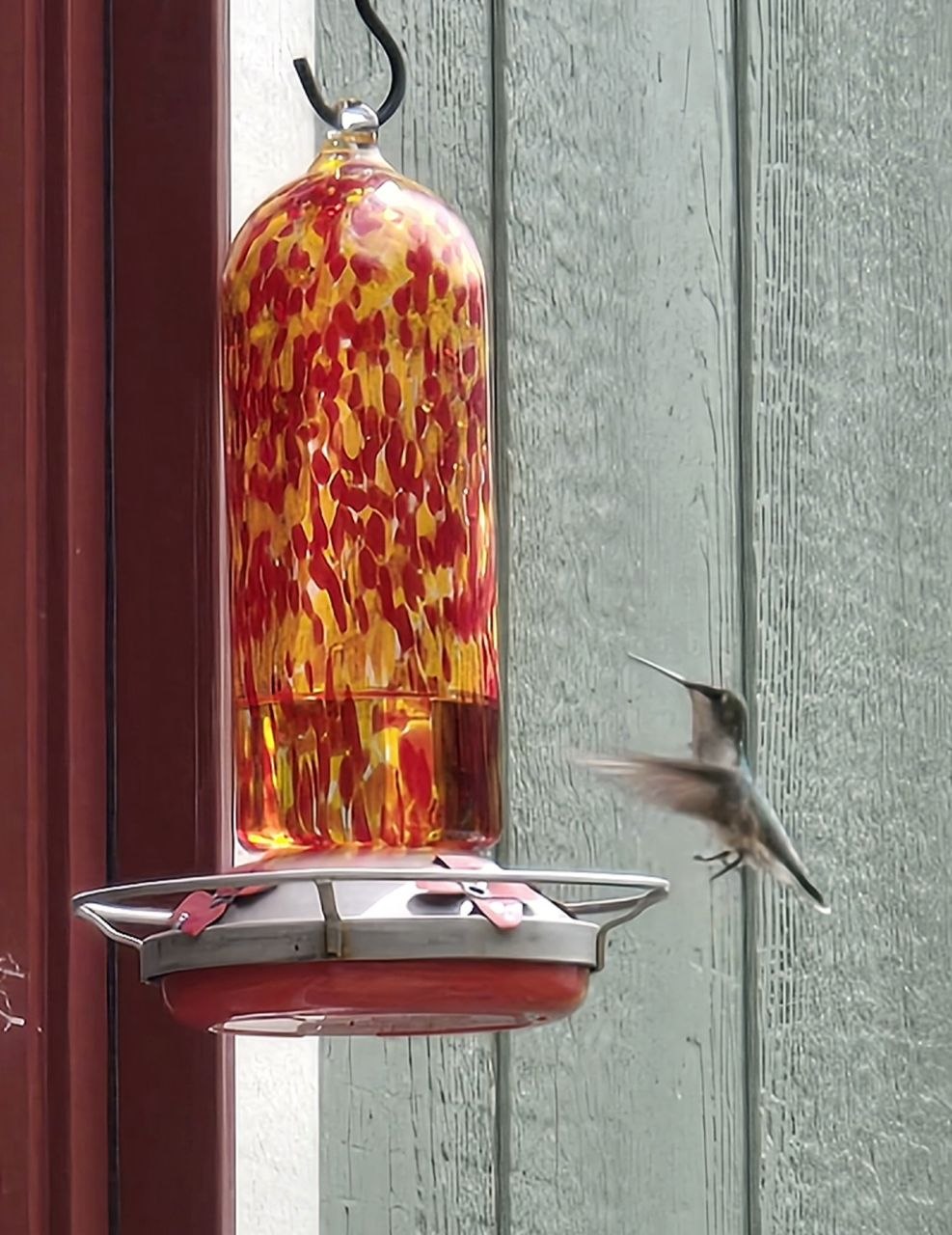Hummingbird returning to the feeder during the late May 2026 cabin trip