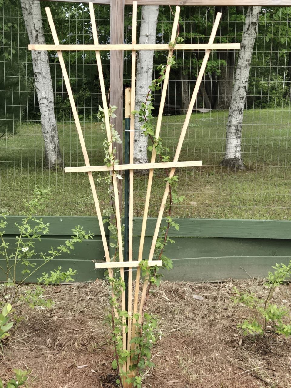 Freshly installed cedar trellis for berry plants during the late May 2026 trip