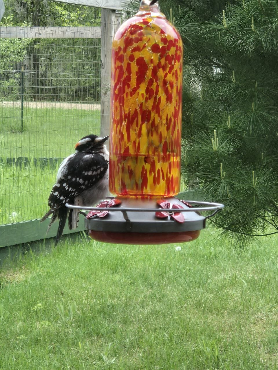 Woodpecker visiting the sweet feeder outside the cabin window during late May 2026