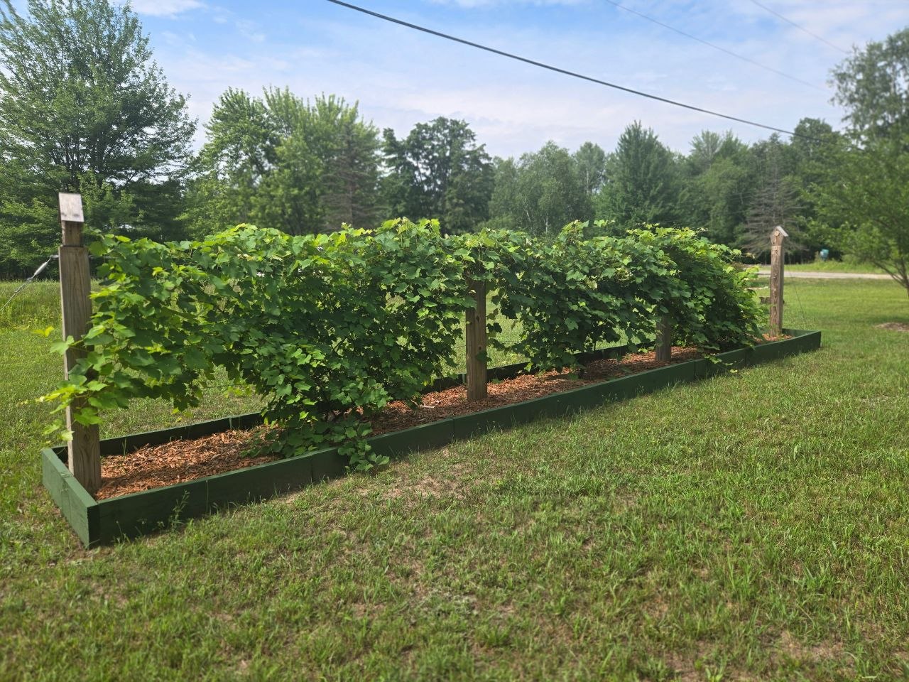 Full grape vines before wildlife got the harvest while away
