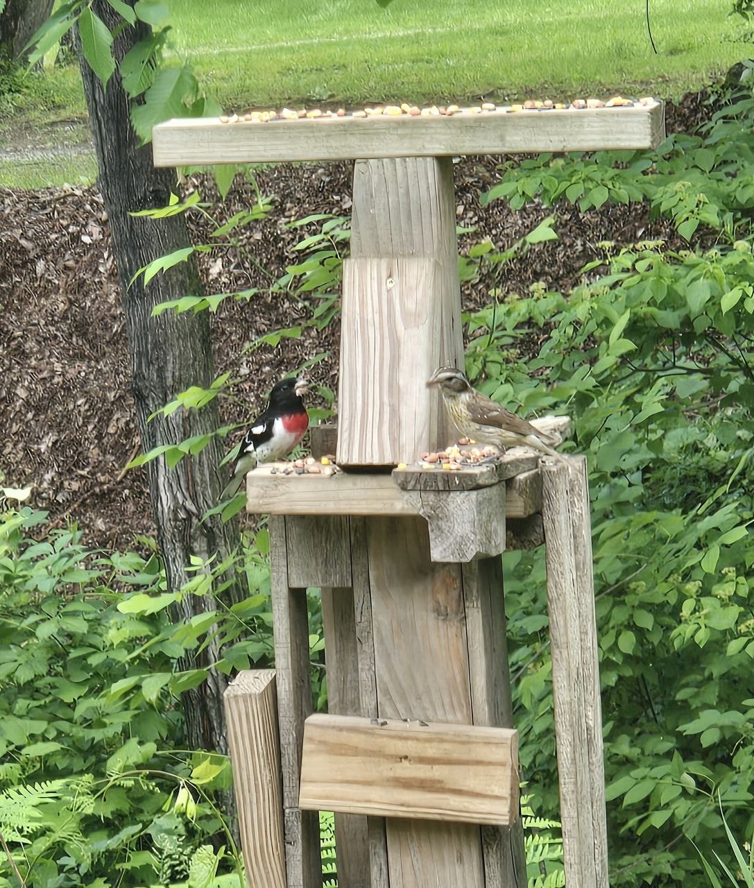 Rose-breasted grosbeak perched on the squirrel play gym in the yard