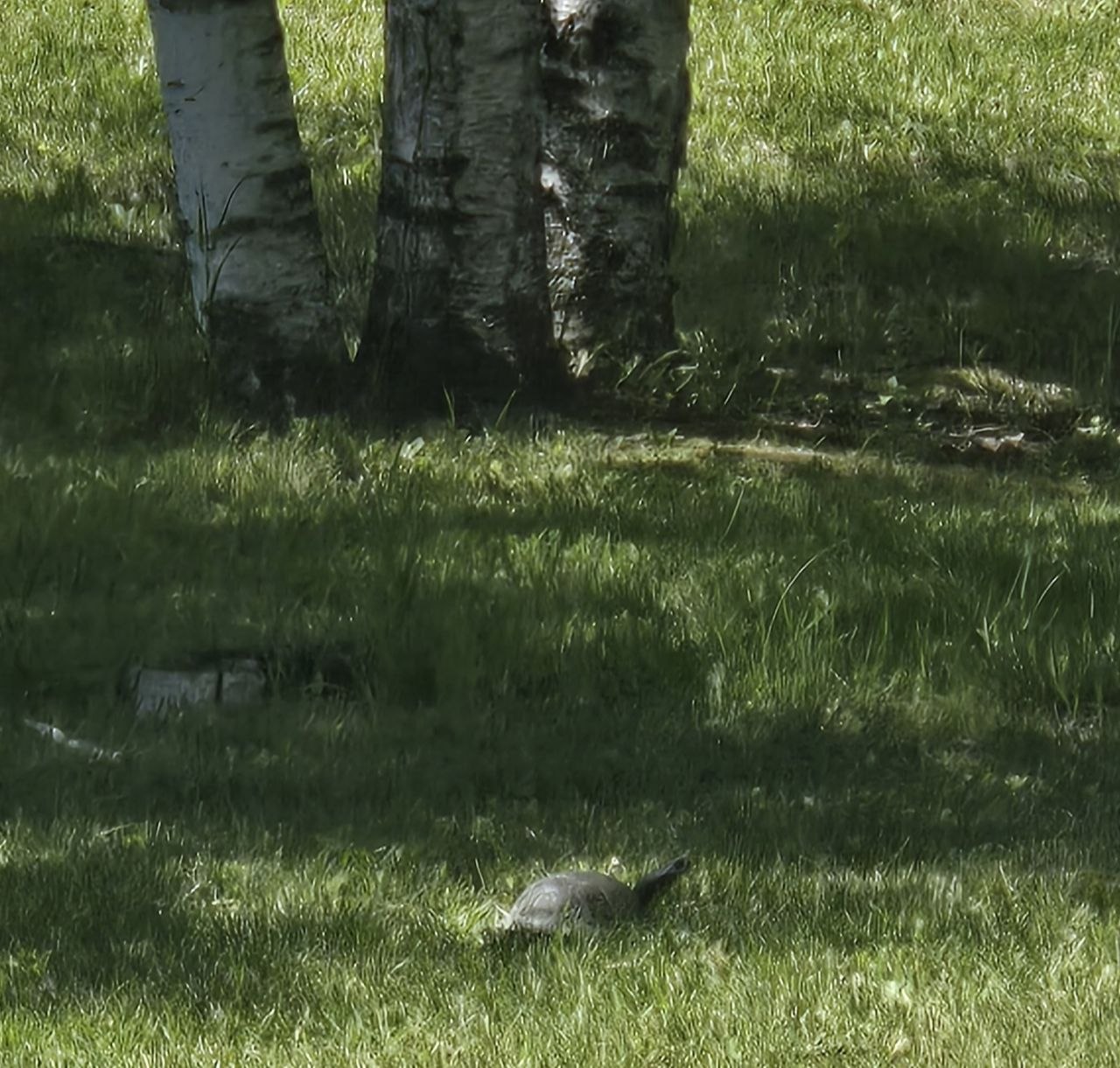 Turtle crossing through the yard and grass near the cabin