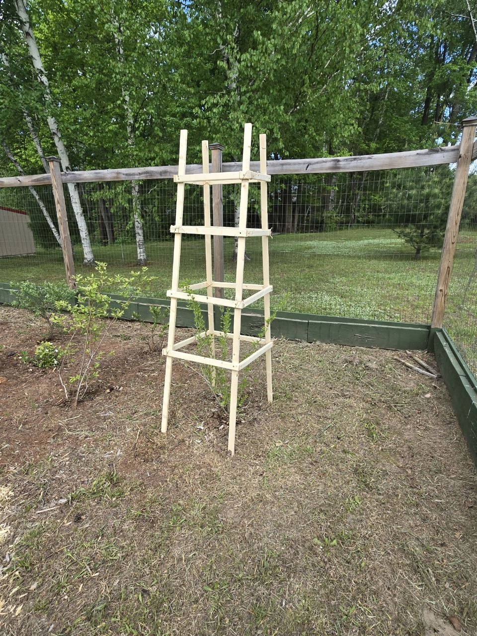 Tall homemade wooden support contraption built around a goji berry plant in the yard