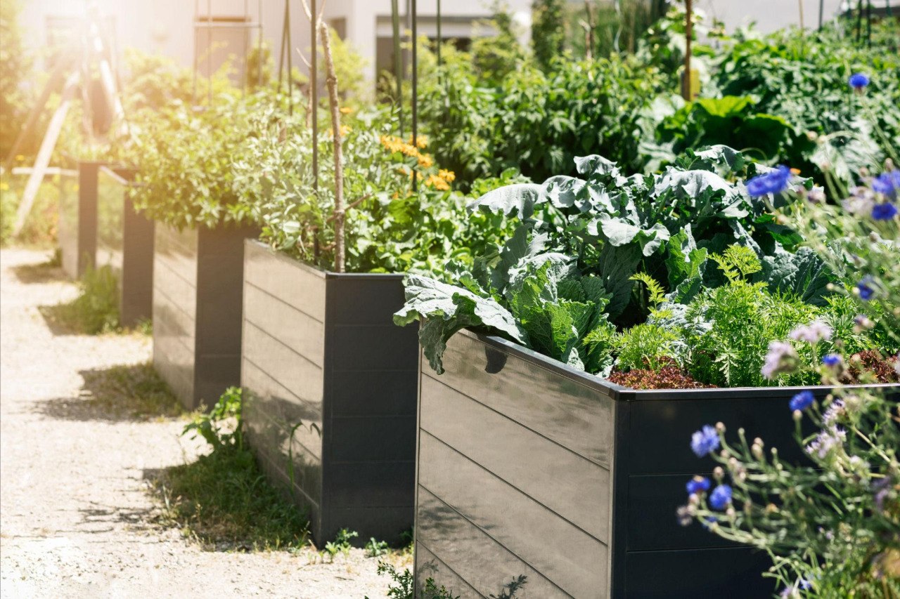 Raised garden beds and a lush backyard growing space that feels like a real herb garden destination