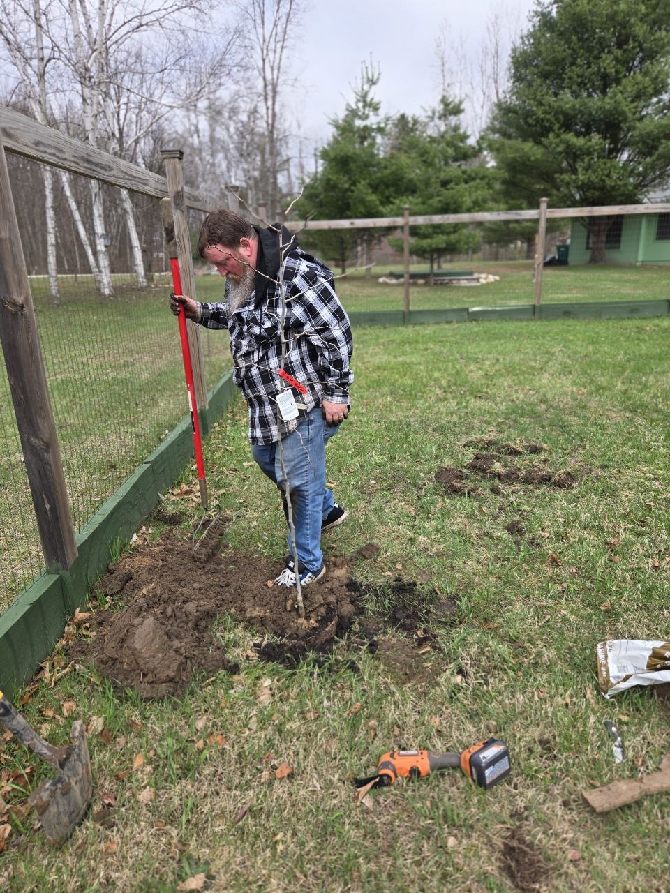 Digging and planting a jujube tree