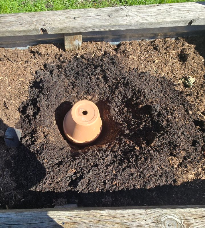 Digging a hole in the raised bed for the olla