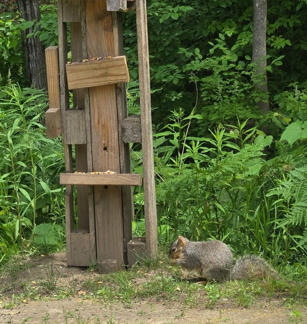 Squirrel near the squirrel playground and feeding area