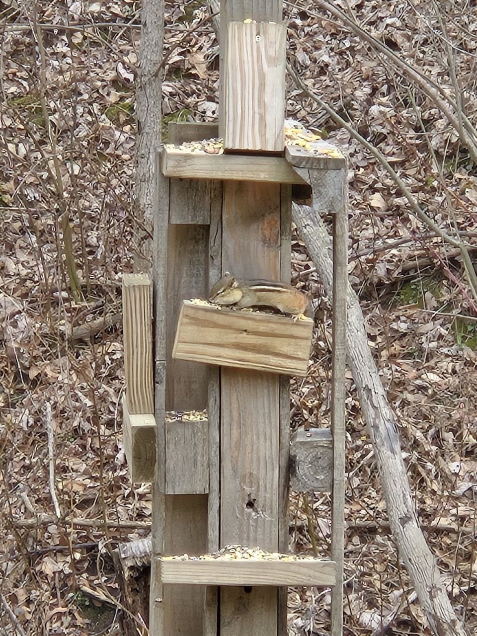 Chipmunk sitting on the squirrel playground